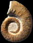 Emericiceras koechlini