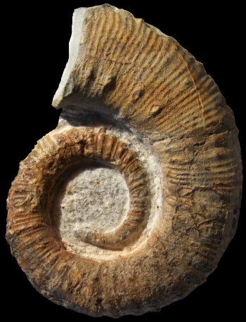 Ammonites et aliae spirae II - Emericiceras koechlini