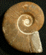 Pseudothurmannia baleare