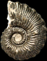 Kosmoceras gr. spinosum