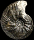 Quenstedtoceras praelamberti  var. praelamberti