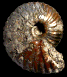 Pachyceras lalandeanum (M)