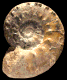 Euaspidoceras douvillei (M)