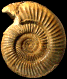 Parkinsonia (Parkinsonia) rarecostata (m)