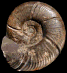Puzosia (Mesopuzosia) takahashii