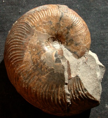 Ammonites et aliae spirae II - Damesites damesi