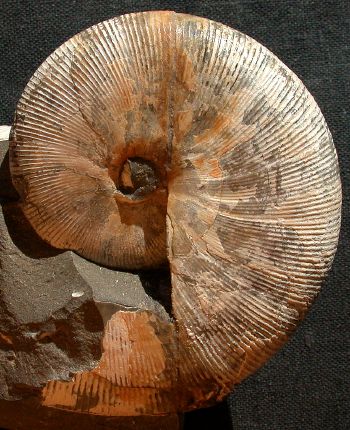 Ammonites et aliae spirae II - Neophylloceras hetonaiense