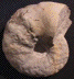 Ceratites sp.