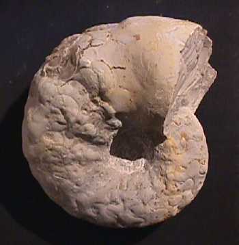Ammonites et aliae spirae II - Ceratites sp.