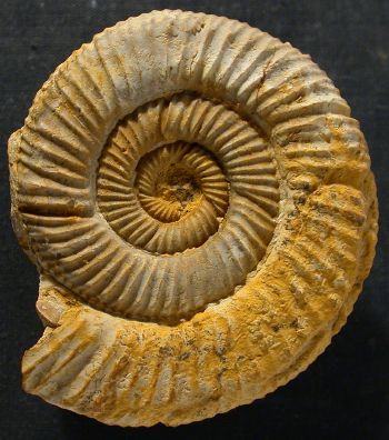 Ammonites et aliae spirae II - Perisphinctes (Otosphinctes) sp.