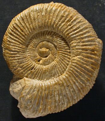 Ammonites et aliae spirae II - Perisphinctes (Dichotomosphinctes) luciaeformis