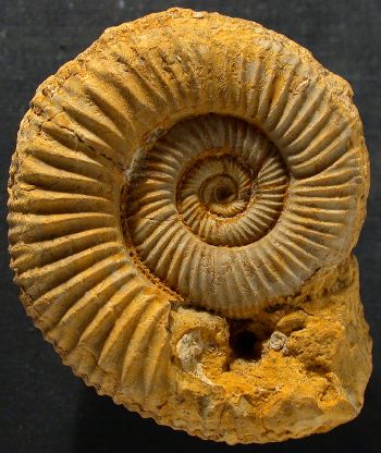 Ammonites et aliae spirae II - Perisphinctes (Otosphinctes) sp.