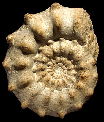 Ammonites et aliae spirae II - Peltoceras athleta  morphe athleta