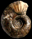 Anagaudryceras limatum