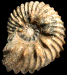 Hoplites (Hoplites) dentatus  var. spathi
