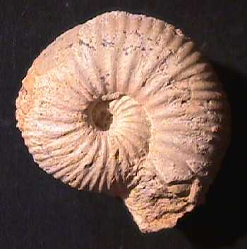 Ammonites et aliae spirae II - Chondroceras orbignyanum