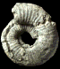 ? Glaucolithites sp.