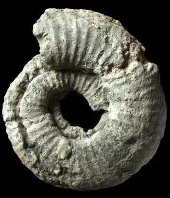 Ammonites et aliae spirae II - Glaucolithites sp.