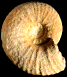Pachydiscus (Pachydiscus) haldemsis