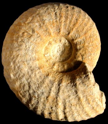 Ammonites et aliae spirae II - Pachydiscus (Pachydiscus) haldemsis