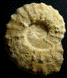 Protexanites (Protexanites) bourgeoisianus