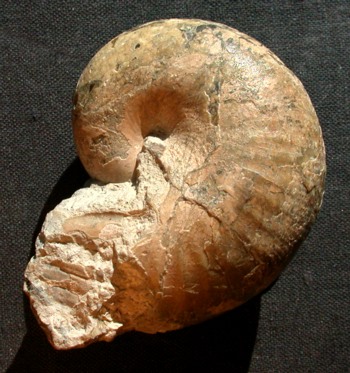 Ammonites et aliae spirae II - Phyllopachyceras ezoense