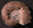 Yokoyamaoceras sp.