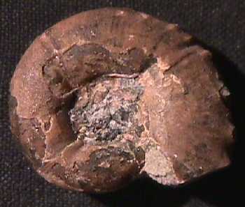 Ammonites et aliae spirae II - Yokoyamaoceras sp.