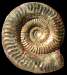 Grammoceras penestriatulum
