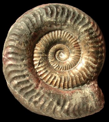 Ammonites et aliae spirae II - Grammoceras penestriatulum