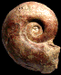 Perilytoceras jurense