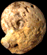 Choffaticeras (Choffaticeras) segne