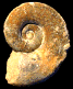 Lytoceras verpillierense (M)