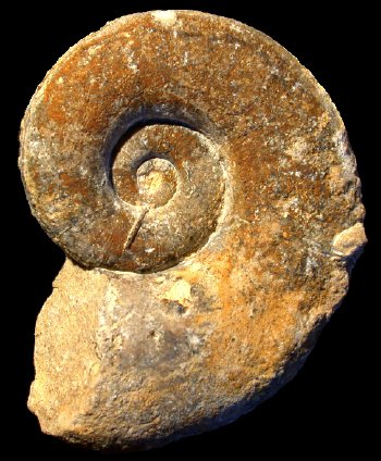 Ammonites et aliae spirae II - Lytoceras verpillierense