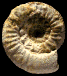 Nodicoeloceras spicatum