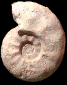 Lewesiceras peramplum