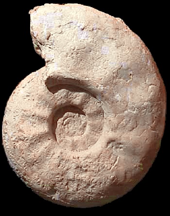 Ammonites et aliae spirae II - Lewesiceras peramplum