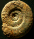 Hildaites gr. subserpentinus