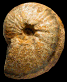 Pseudoschloenbachia (Pseudoschloenbachia) sp.