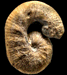 Scaphites whitfieldi