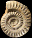 Hildoceras sublevisoni