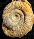 Peronoceras turriculatum