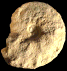 Placenticeras polyopsis (M)