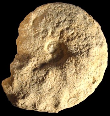 Ammonites et aliae spirae II - Placenticeras polyopsis