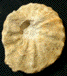 Forresteria (Harleites) petrocoriensis