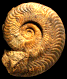Harpoceras falciferum forme gamma