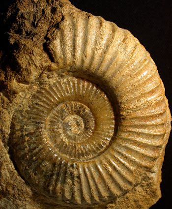 Ammonites et aliae spirae II - Uptonia jamesoni