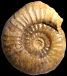 Tropidoceras sp.