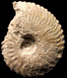 Tragophylloceras ibex