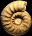 Erymnoceras (Erymnoceras) coronatum